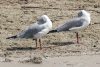 Grey-headed Gull (Chroicocephalus cirrocephalus)