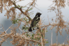 Spot-flanked Barbet (Tricholaema lacrymosa)