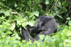 Mountain Gorilla (Gorilla beringei beringei)