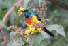 Uganda Birds