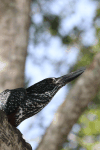 Common Giant Kingfisher (Megaceryle maxima maxima)