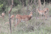 Male Common Impala Harem