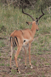 Male Common Impala Showing