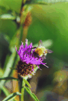 Knapweed (Centaurea sp.)