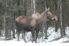 Alaskan Moose (Alces alces gigas)