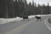 Female Moose Calf Crossing