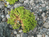 Sea Sandwort (Honckenya peploides)
