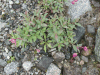 Dwarf Fireweed (Chamaenerion latifolium)