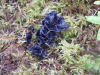 Blue Chanterelle (Polyozellus multiplex)