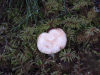 Brittlegill (Russula sp.)