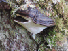 Artist's Conk (Ganoderma applanatum)