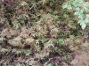 Stairstep Moss (Hylocomium splendens)