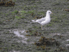 Short-billed Gull (Larus brachyrhynchus)