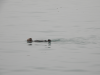 Northern Sea Otter (Enhydra lutris kenyoni)