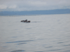 Eastern Steller Sea Lion (Eumetopias jubatus monteriensis)