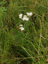 Common Yarrow (Achillea millefolium)