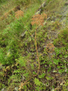Western Water Hemlock (Cicuta douglasii)