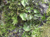 Flaky Freckle Pelt Lichen (Peltigera britannica)