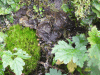 Concentric Pelt Lichen (Peltigera elisabethae)