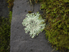 Shield Lichen (Parmelia sp.)