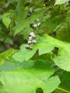 Stink Currant (Ribes bracteosum)