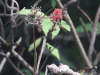 American Red Elder (Sambucus racemosa pubens)