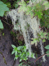 Methuselah's Beard Lichen (Usnea longissima)