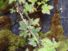 Black Swamp Gooseberry (Ribes lacustre)