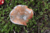 Milkcap (Lactarius sp.)