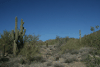 Desert Plant Community Sonoran
