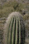 Top Saguaro Cactus Notice