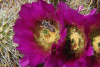 Close-up Flower Engelman's Hedgehog