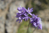 Few-flowered Bluedick (Dipterostemon capitatus pauciflorum)