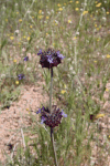 Salvia columbariae