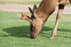 Close-up Male American Elk