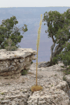 Utah Agave (Agave utahensis)