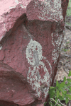 Lichen Desert Rock