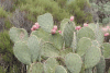 Engelman's Prickly-pear Cactus Fruits