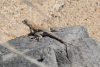 Greater Earless Lizard (Cophosaurus texanus)