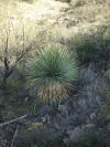 Yucca (Yucca sp.)