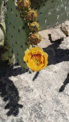Engelman's Prickly-pear Cactus Flowers
