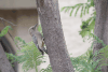 Gila Woodpecker (Melanerpes uropygialis)