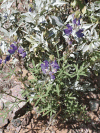 Coulter's Lupine (Lupinus sparsiflorus)