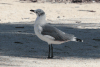 Laughing Gull (Leucophaeus atricilla)