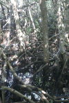 Black Mangrove (Avicennia germinans)