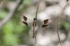 Band-winged Dragonlet (Erythrodiplax umbrata)