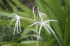 Spider Lily (Crinum asiaticum)