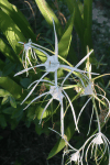 Beach Spider Lily (Hymenocallis littoralis)