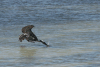 Fishing Brown Pelican