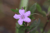 Wild Petunia (Ruellia sp.)